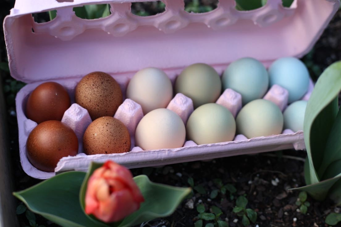 Farm Fresh Eggs